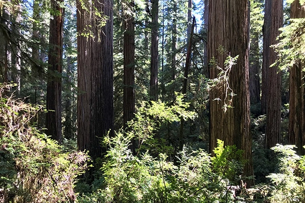 Experience the Magical Redwoods for Two