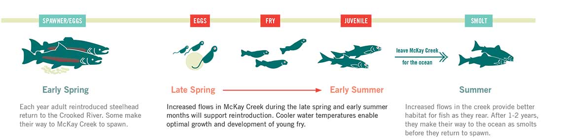 McKay-Creek-Fish-Cycle.jpg